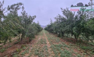 Parcela en Venta en Parcela en venta en sector Piedra Colgada, Fundo San Juan.