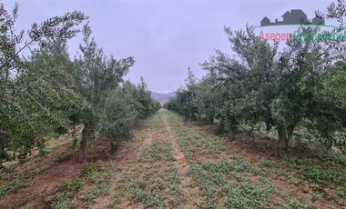 Parcela en Venta en Parcela en venta en sector Piedra Colgada, Fundo San Juan.