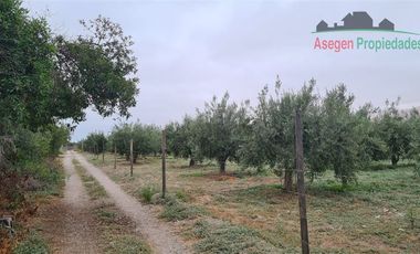Parcela en Venta en Parcela en venta en sector Piedra Colgada, Fundo San Juan.