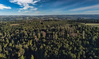 Agrícola en Venta en SECTOR LLICO - FRESIA