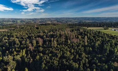 Agrícola en Venta en SECTOR LLICO - FRESIA