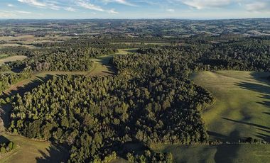 Agrícola en Venta en SECTOR LLICO - FRESIA