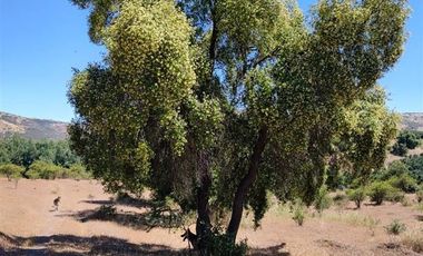 Agrícola en Venta en Se encuentra ubicado a 1,5 km de la carretera 5 sur