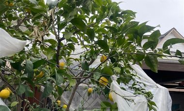 Casa en Arriendo en DON SEBASTIAN DE RAUQUEN