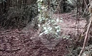 Agrícola en Venta en antes de salmofood, camino W-450, a 4,4 km de carretera.