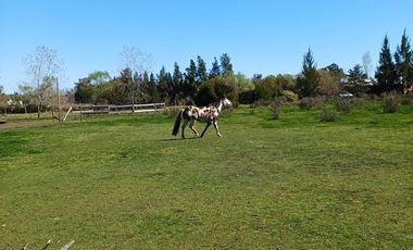 Quinta en Villa Parque Sicardi