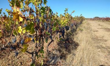 Agrícola en Venta en Sector Las Paredes