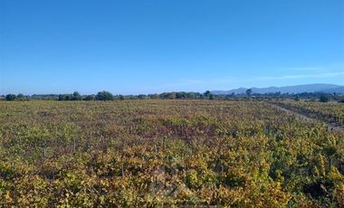 Agrícola en Venta en Sector Las Paredes