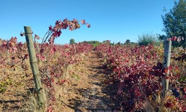 Agrícola en Venta en Sector Las Paredes