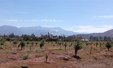Agrícola en Venta en Sector Challaco