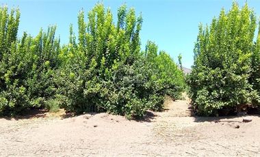 Agrícola en Venta en Sector Challaco
