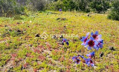 Sitio en Venta en Cerca de Puerto Aldea