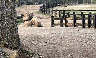 Sitio en Venta en SITIO OPORTUNIDAD LONCOTRARO