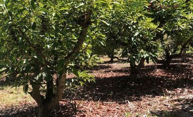 Parcela en Venta en Camino Lonquen - Camino el Oliveto