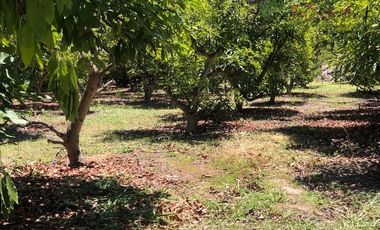 Parcela en Venta en Camino Lonquen - Camino el Oliveto