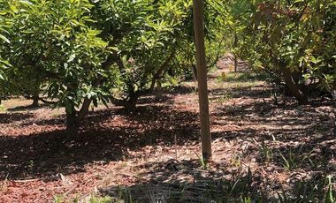 Parcela en Venta en Camino Lonquen - Camino el Oliveto