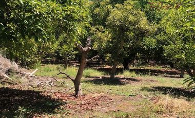 Parcela en Venta en Camino Lonquen - Camino el Oliveto
