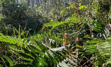 Sitio en Venta en Terreno Futrono Orilla al Estero (Cerco perimetral gratis)