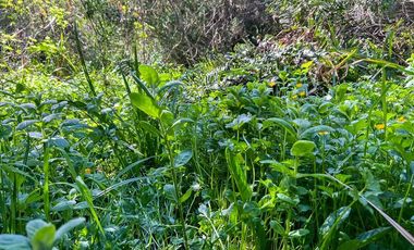 Sitio en Venta en Terreno Futrono Orilla al Estero (Cerco perimetral gratis)