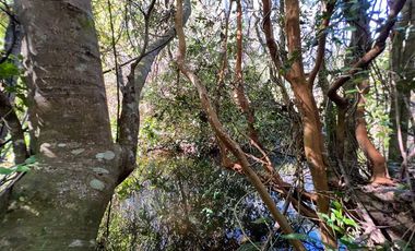 Agrícola en Venta en Terreno Futrono Orilla al Estero (Cerco perimetral gratis)