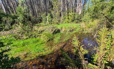 Agrícola en Venta en Terreno Futrono Orilla al Estero (Cerco perimetral gratis)