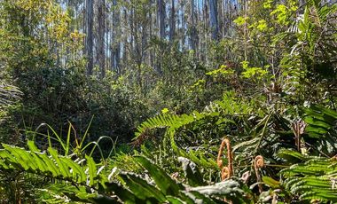 Agrícola en Venta en Terreno Futrono Orilla al Estero (Cerco perimetral gratis)
