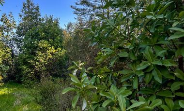 Agrícola en Venta en Terreno Futrono Orilla al Estero (Cerco perimetral gratis)