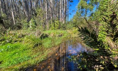 Agrícola en Venta en Terreno Futrono Orilla al Estero (Cerco perimetral gratis)