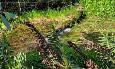 Agrícola en Venta en Terreno Futrono Orilla al Estero (Cerco perimetral gratis)