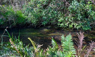 Agrícola en Venta en Terreno Futrono Orilla al Estero (Cerco perimetral gratis)