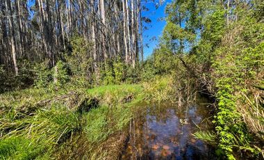 Agrícola en Venta en Terreno Futrono Orilla al Estero (Cerco perimetral gratis)