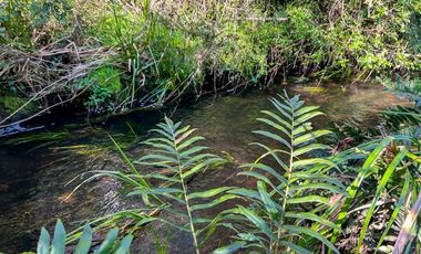 Agrícola en Venta en Terreno Futrono Orilla al Estero (Cerco perimetral gratis)