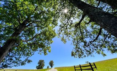 Agrícola en Venta en Terreno Futrono Orilla al Estero (Cerco perimetral gratis)