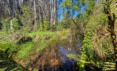 Parcela en Venta en Terreno Futrono Orilla al Estero (Cerco perimetral gratis)