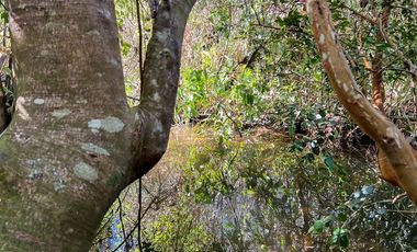 Parcela en Venta en Terreno Futrono Orilla al Estero (Cerco perimetral gratis)