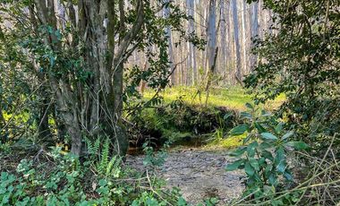 Parcela en Venta en Terreno Futrono Orilla al Estero (Cerco perimetral gratis)