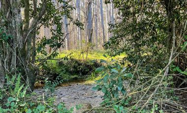 Parcela en Venta en Terreno Futrono Orilla al Estero (Cerco perimetral gratis)