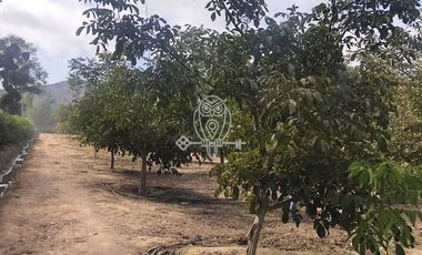 Parcela en Venta en Sector San Antonio de Naltahua