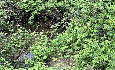 Agrícola en Venta en Sector Angostura, San Javier