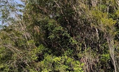 Parcela en Venta en Terreno en Castro