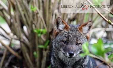 Parcela en Venta en Terreno en Castro