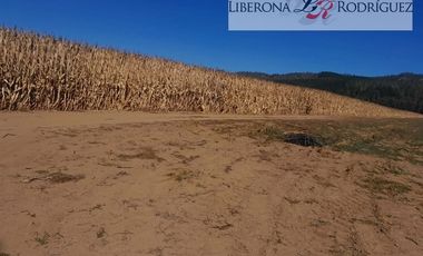 Agrícola en Venta en Terreno agrícola en Nilahue Alto