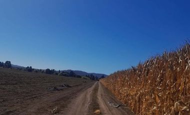 Agrícola en Venta en Terreno agrícola en Nilahue Alto