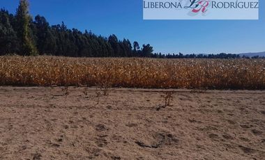 Agrícola en Venta en Terreno agrícola en Nilahue Alto