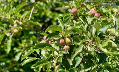 Sitio en Venta en Sector Hospital, Quilpué