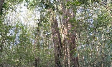 Parcela en Venta en Teupa/Chonchi