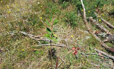 Parcela en Venta en Camino a puntilla , Ilque