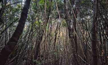 Parcela en Venta en Río Notué