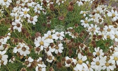 Parcela en Venta en Valle ramanay