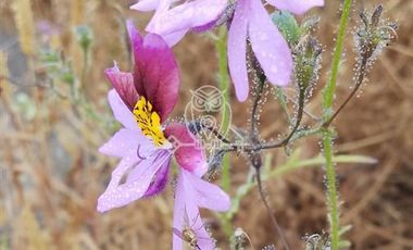 Parcela en Venta en Valle ramanay